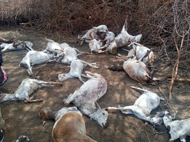 Taita Taveta MCA demands urgent action on Human-Wildlife conflict,pushes for faster compensation