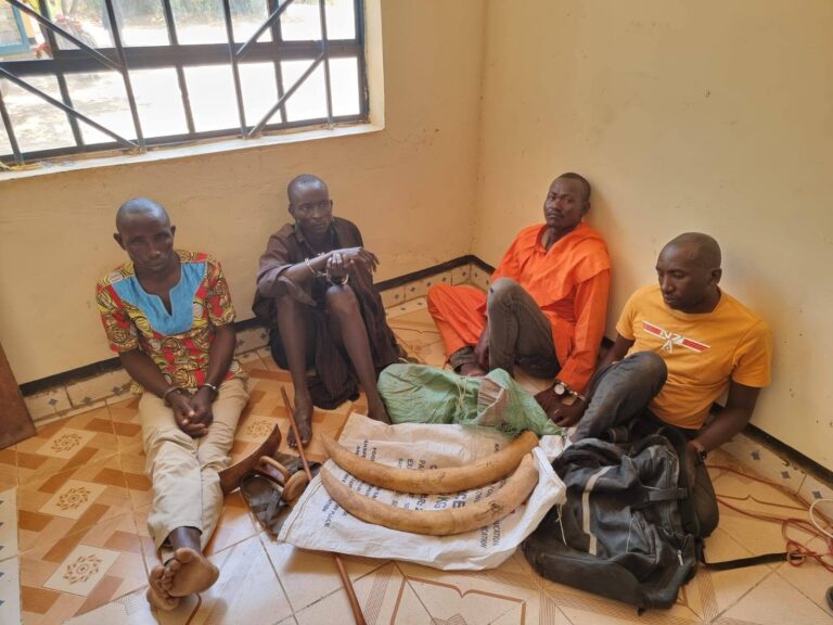 Four arrested in Kakuma with 9.2kg of Elephant Ivory