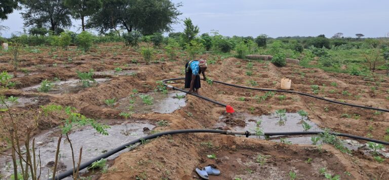 ‘Kakuma Can Feed Turkana’: How refugees are turning one of Kenya’s hottest landscapes into a green revolution