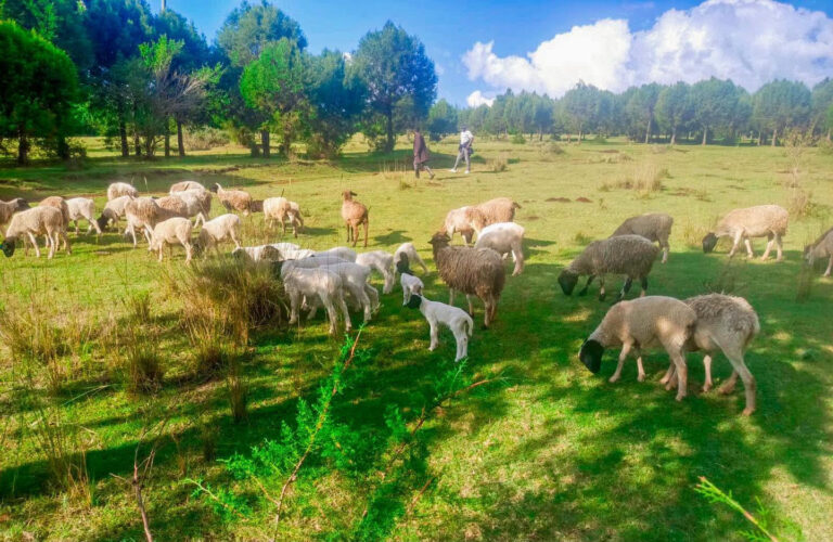 Multi-Agency operation nets stolen animals in Marmanet, Laikipia County