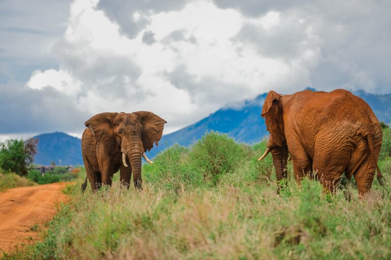 New IFAW-funded hub to curb human-wildlife conflict in Taita Taveta
