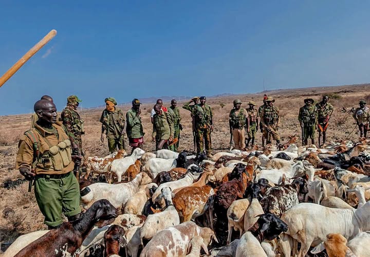 470 goats, sheep recovered as police hunt Marsabit bandits