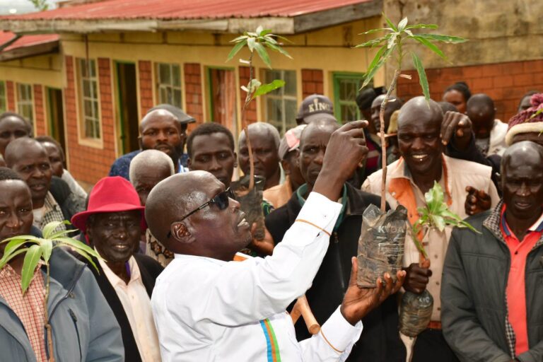West Pokot distributes 6,000 fruit seedlings to boost food security and farmers’ incomes