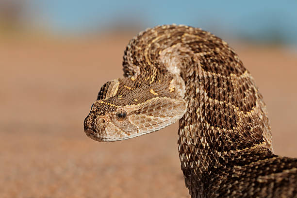 8-year-old boy dies after puff adder bite in Boruharu, Marsabit