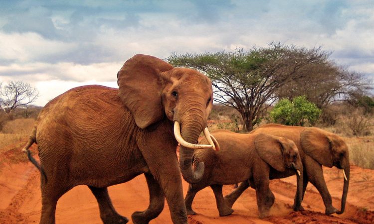 Amboseli Elephant poisoning: Kenya Veterinary Association urges immediate government probe